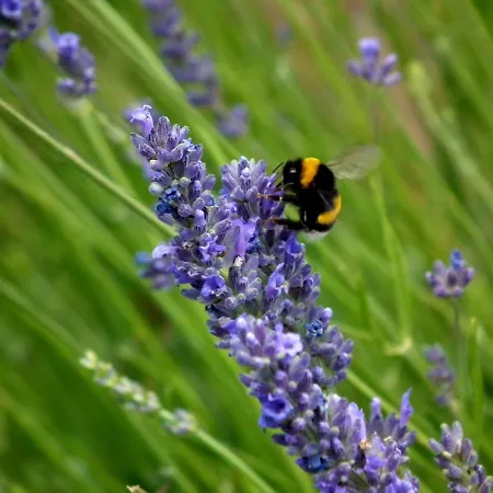 Aparthotel Brizi 10 4*