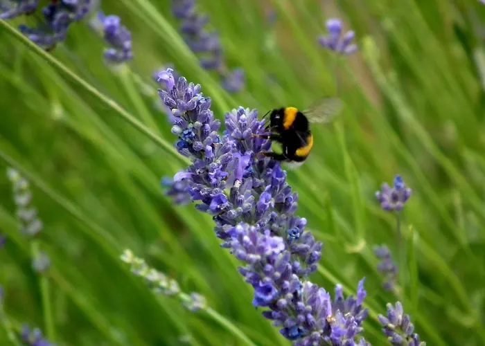 Aparthotel Brizi 10 4*